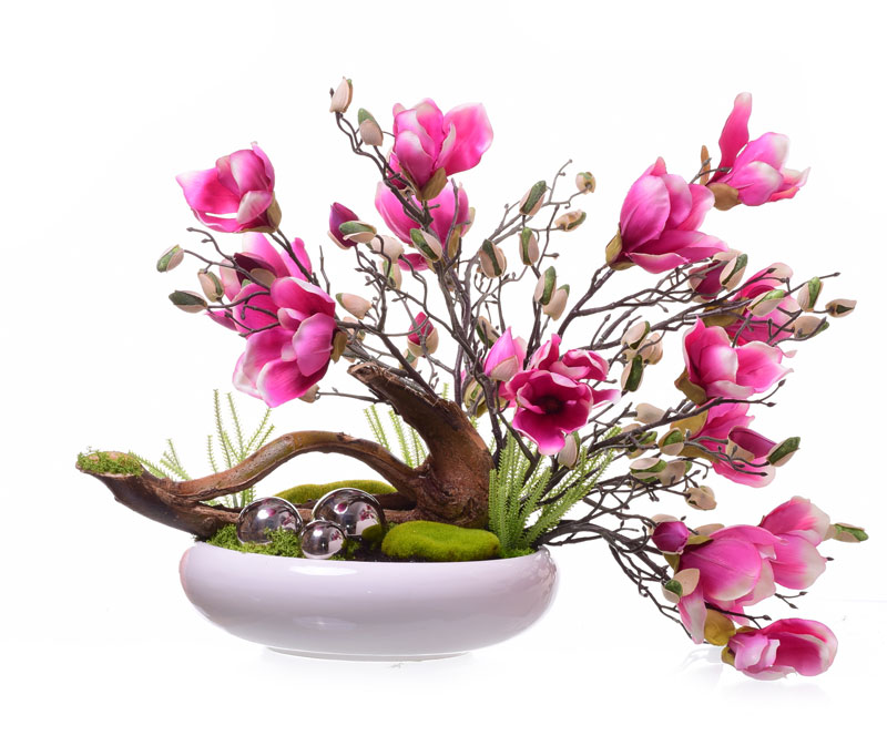 Drzewko bonsai magnolia na naturalnym korzeniu