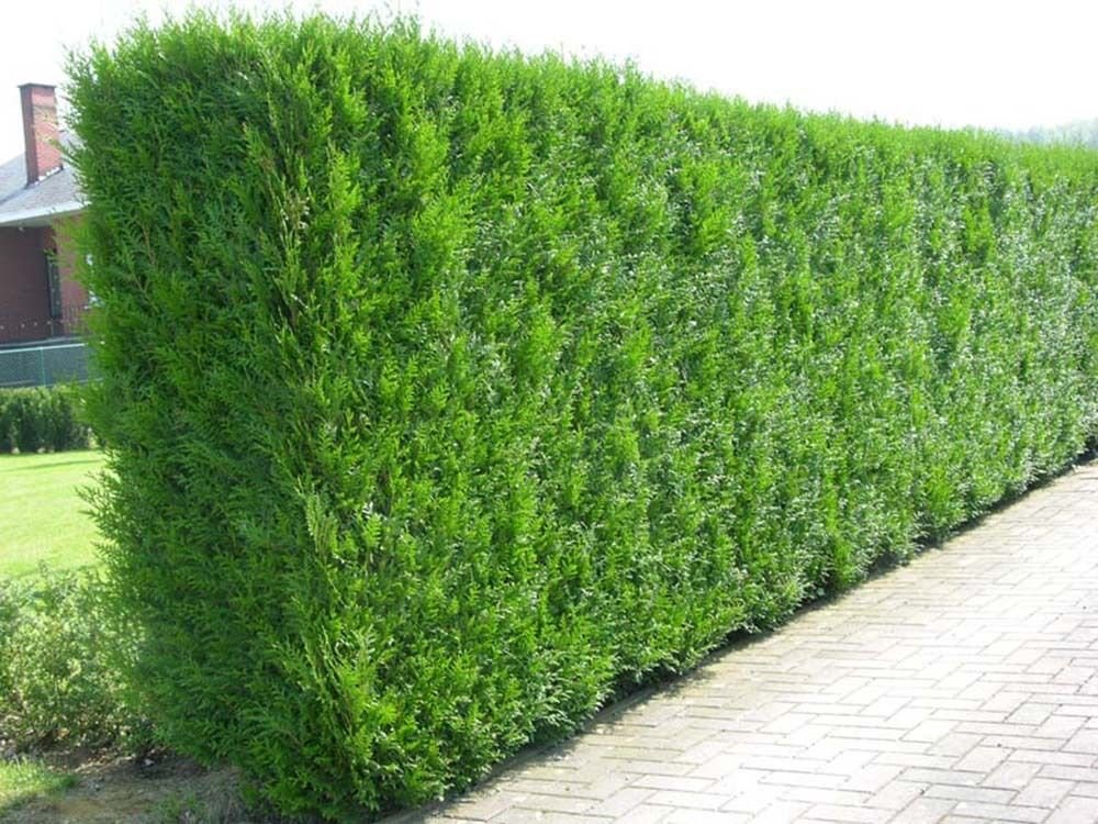 Thuja tuja Brabant 80cm Idealne na  ŻYWOPŁOT