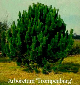 Pinus nigra 'Geant de Suisse' - Sosna czarna