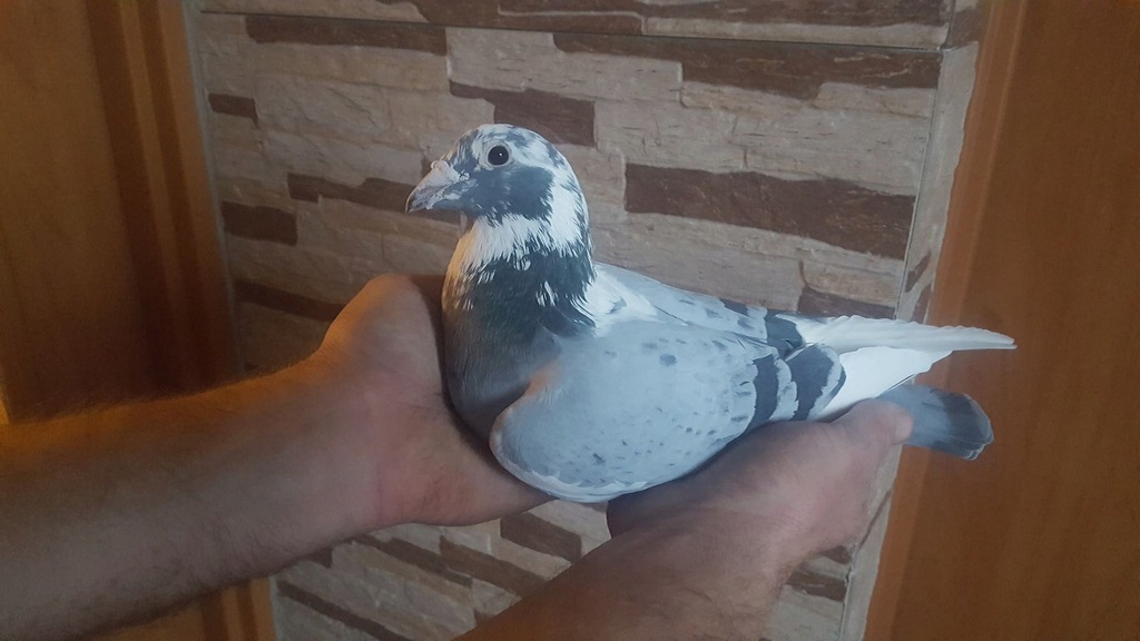 Gołębie pocztowe do rozpłodu
