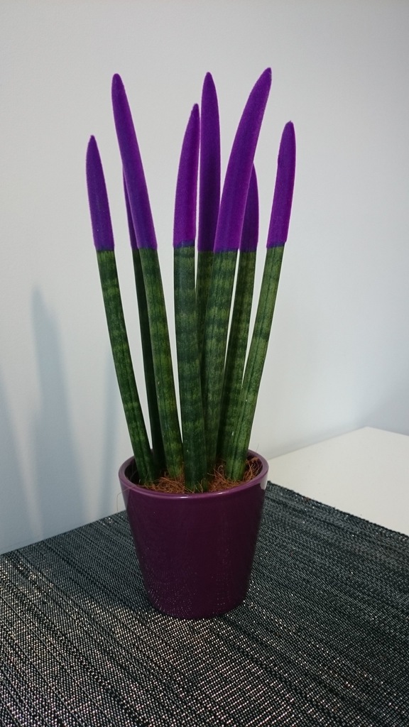 SANSEWIERIA SANSEVIERIA FIOLETOWA NOWOŚĆ!!!PREZENT