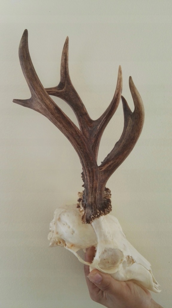 rogacz myłkus 7551946437 oficjalne archiwum Allegro