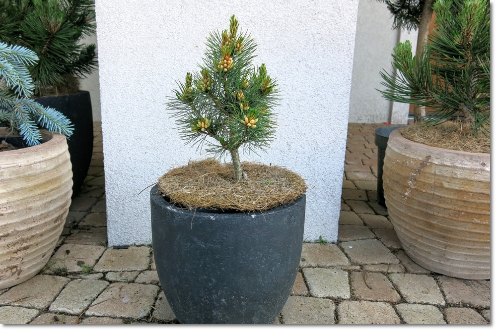 Pinus peuce Raubold - Unikat  !!!