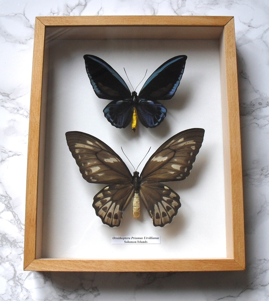 Motyl w gablotce Ornithoptera Priamus Urvillianus