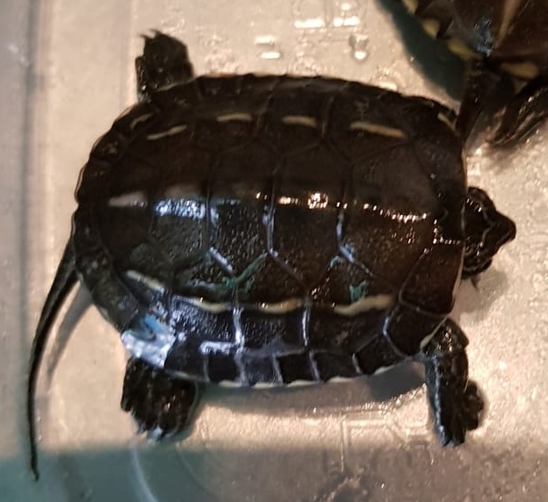 żółw CHIŃSKI KATOWICE 5CM WODNO LĄDOWY