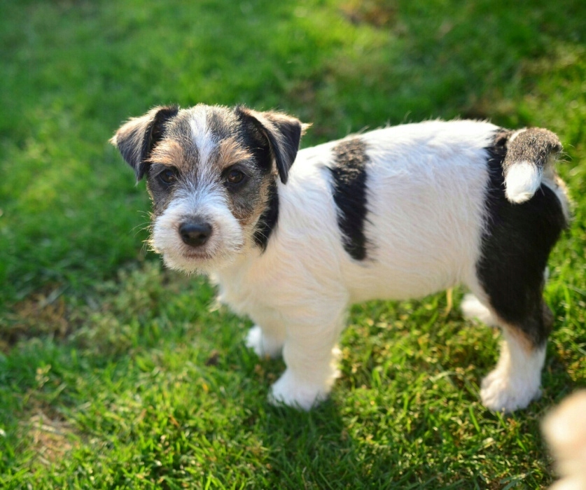 Jack Russell Terrier z rodowodem FCI