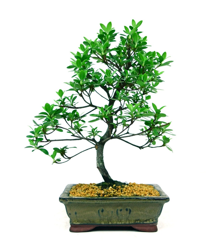 Azalia Indica - bonsai