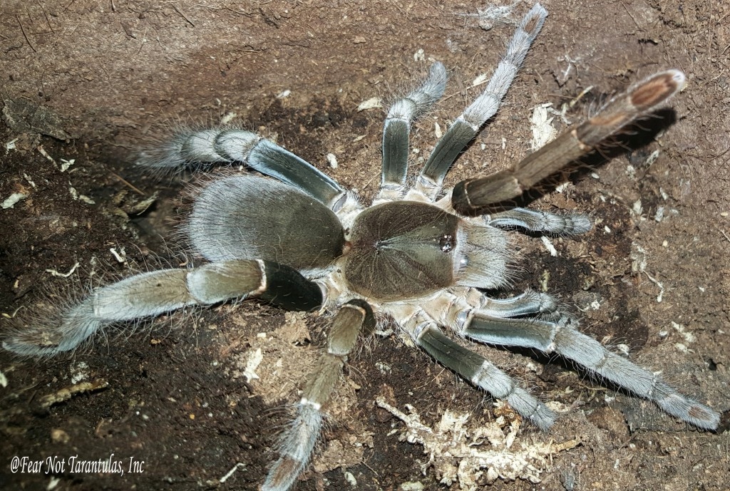 Hysterocrates gigas L4/5 DUŻY ptasznik podziemny