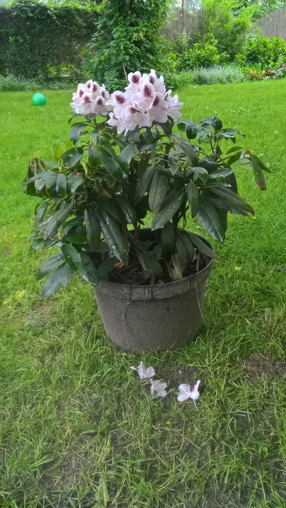różanecznik /rhododendron Calsap doniczka 15l