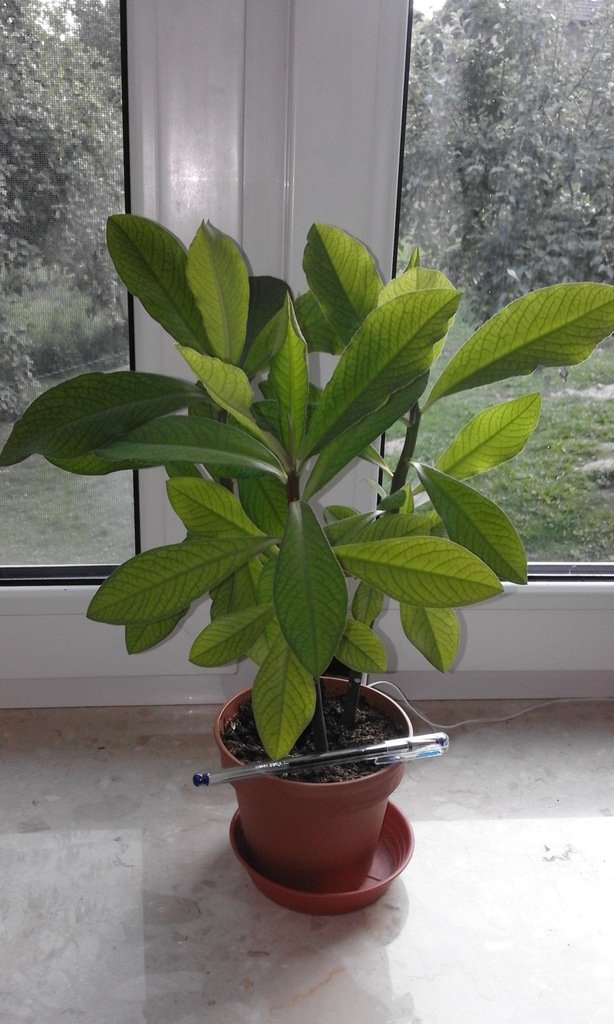 Synadenium grantii, drzewo mleczne, wilczomlecz.
