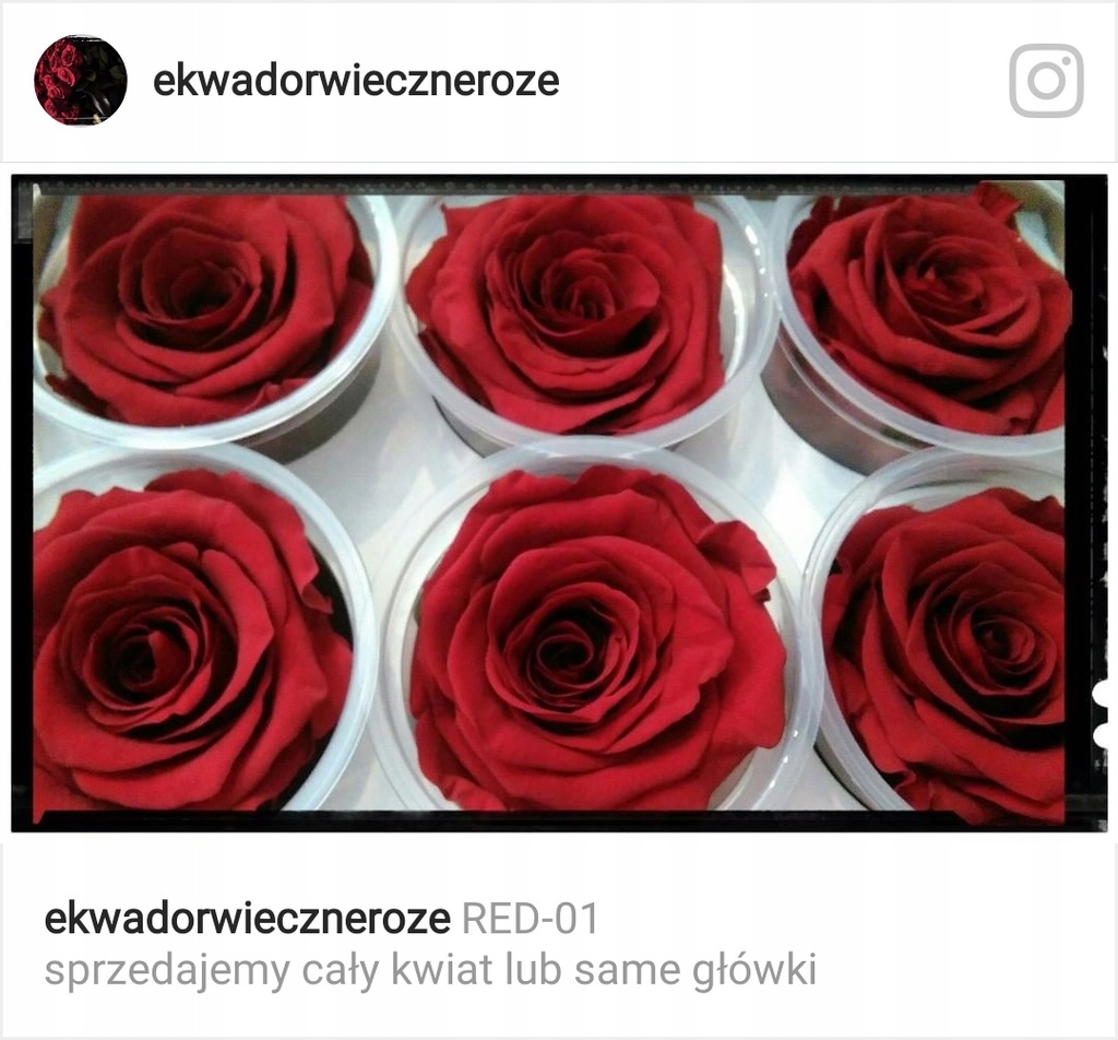 WIECZNA RÓŻA EKWADOR.... IMPORTER