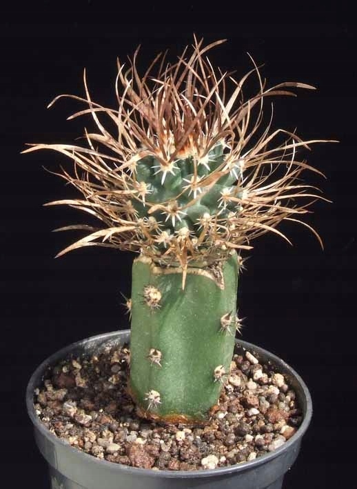 Kaktusy - Toumeya papyracantha FH-083