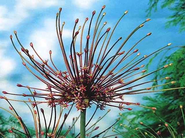 ALLIUM SCHUBERTII CZOSNEK SZUBERTA 1szt +GRATIS *B