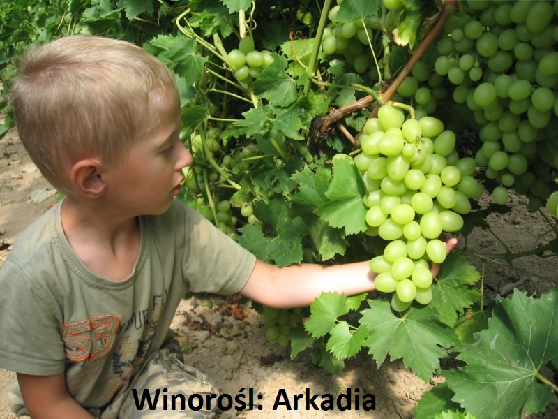 2-3 letnie sadzonki winorośli - 30 odmian winogron