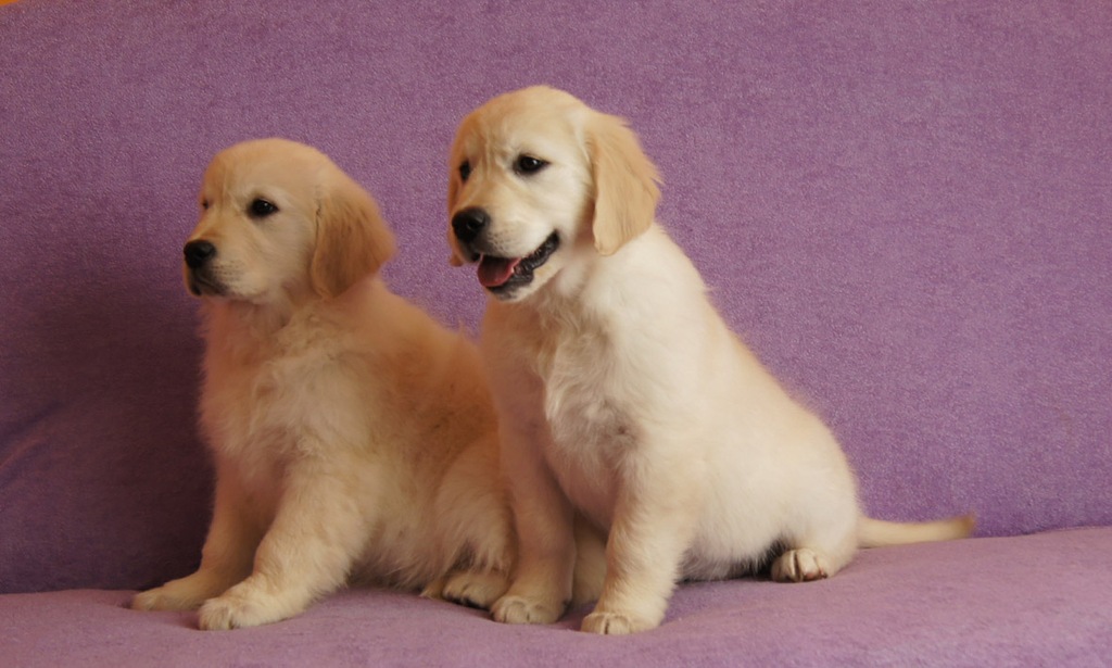 Golden Retriever szczeniaki FCI po Chempionie 