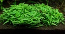 Staurogyne Repens rośliny in vitro do akwarium porcja 5 sadzonek