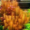 Растение Rotala Wallichii in vitro 10 сеянцев для аквариума