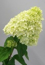Hortenzia csokor Magical CANDLE INTENZÍV SÁRGA Növény típusa egyéb