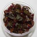 Althernanthera reinecki pink - In vitro - Saxon4