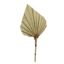 ПАЛЬМОВОЕ КОПЬЕ ВЕЕРНАЯ СТРЕЛКА 7-12 СМ СУШЕННАЯ ЭКЗОТИКА