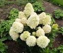 Hortenzia csokor Magical CANDLE INTENZÍV SÁRGA Palánta/facsemete magassága 20–30 cm