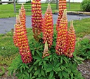 ŁUBIN LUPINUS CUDO .