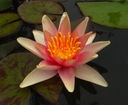 W47 Water Lily 'Sioux' P11