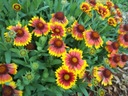 GAILARDIA OSTÁ (GAILLARDIA ARISTATA) KRÁSNE KVETY SEMENÁ 200 kusov Značka Toraf