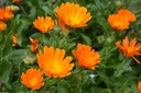 1000 semien NECHTÍKA LEKÁRSKEHO (CALENDULA OFFICINALIS) 50 SEMIEN Druh rastliny Iný