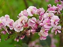 AUSTRÁLSKA WISTERIA DIVOKÁ WISTERIA RUŽOVÁ 5 NÁS Druh rastliny Iný