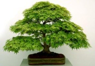 klon palmowy zielony bonsai nasiona