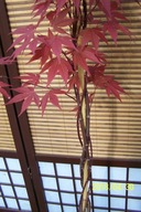 Klon czerwony perukowiec głóg platan katalpa dereń brzoza azalia wiaz inny