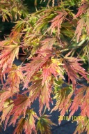 Klon zielony palmowy japan tęczowy dissectum inny