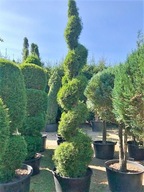 Tuja Smaragd SPIRALA - Żywotnik zachodni Smaragd