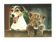Pocztówka - Terier i lampart, czyli Pies z kotkiem