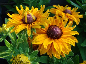 RUDBEKIA DWUBARWNA, RAJ DLA MOTYLI, KWITNIE 5 MIES