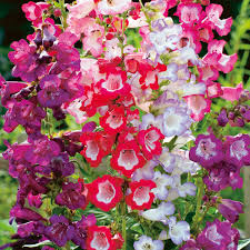 PENSTEMON HARTWEGO LOVELY FLOWERS MIX