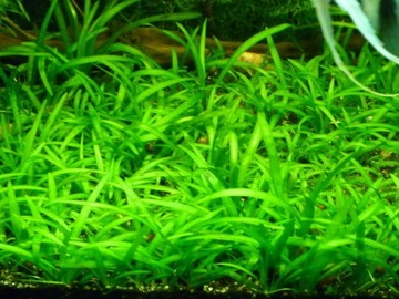 Sagittaria Subulata Растение Трава для газона