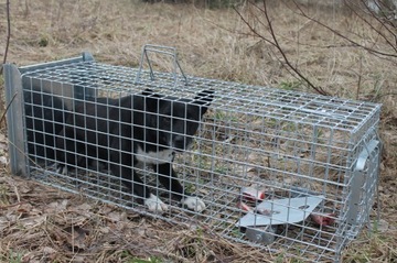 Pułapka Zielona Łapka przeciwko kotom, kunom, psom, ptakom, zwierzynie