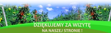 Азалия крупноцветковая КЛОНДАЙК -- № 286а.