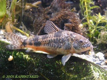 Рыбья кираса Кираса Corydoras paleatus