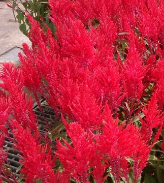 CELOSIA RED PLUMES МАГАЗИН_ТУЛИПАН.