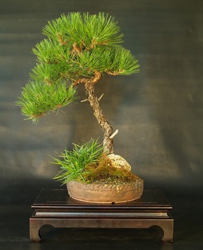 ДЛЯ БОНСАЙ ЧЕРНАЯ СОСНА (PINUS NIGRA S) - 20 СЕМЯН