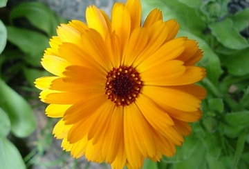 Бархатцы (CALENDULA OFFICINALIS) 50 СЕМЯН