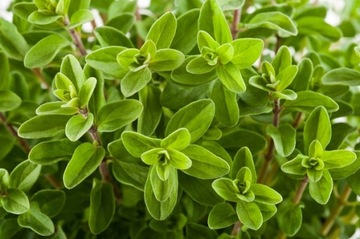 ТРАВА МАЙОРАНА (ORIGANUM MAJORANA) 0,5 ГР СЕМЯН