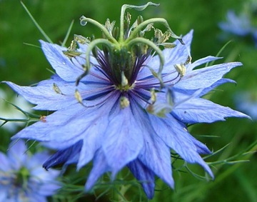 NIGELLA SATIVA NIGELLA 0,5 ГР СЕМЯН