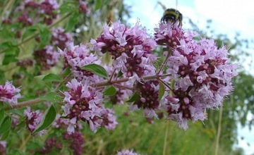 ОРГАНО - ORIGANUM VULGARE 400 СЕМЯН