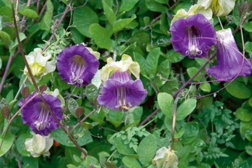 КОБЕЯ ПЛАЗЕТНАЯ ФИОЛЕТОВАЯ (COBAEA SCANDENS) 6 СЕМЯН