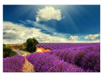 Image lavender landscape 100x70 lavender 1382a_ 1z, фото