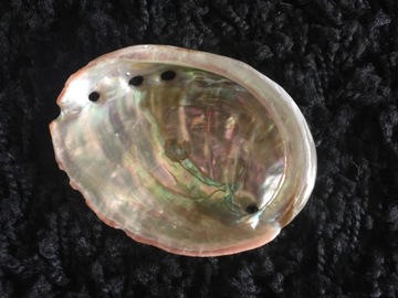 Hull haliotis exotic exceptional decor, фото